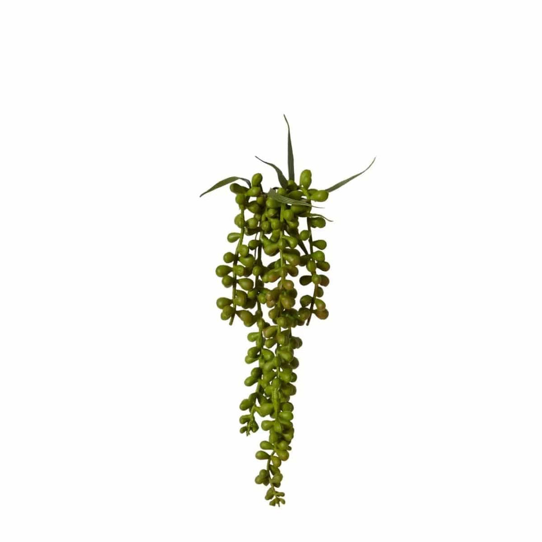 String of Pearls Hanging Plant - 8 x 8 x 34cm