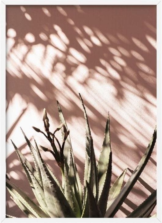 Aloe Succulent in Afternoon Light - Art Print